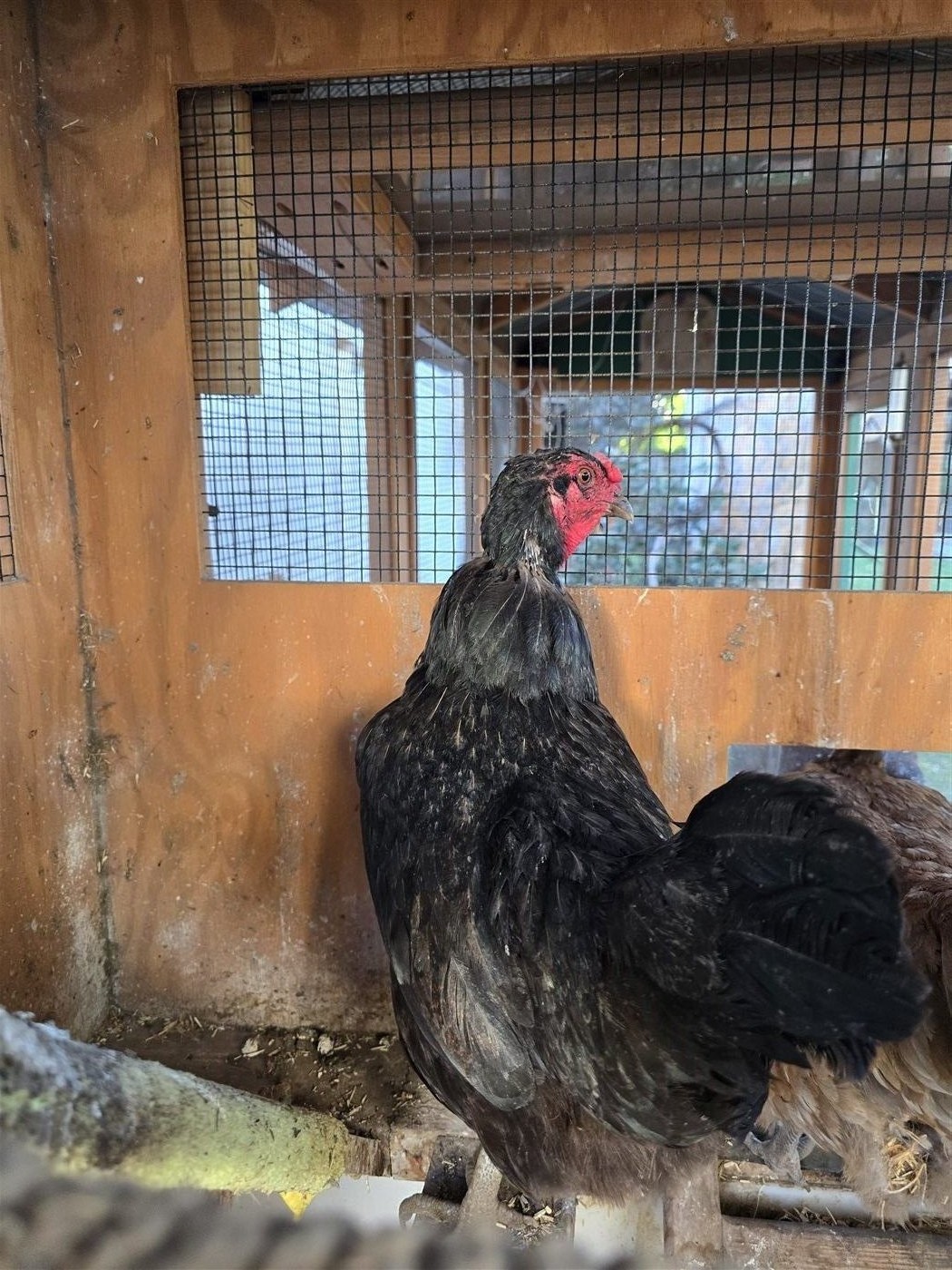 Wicked in the hen house